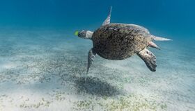 Dive into Vietnam’s crystal reefs with eco-tours